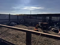 Taureau, Simmental cattle — photo 4