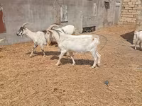 Boucs, Saanen goat — photo 4
