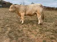 Taureau, Charolais cattle — photo 4