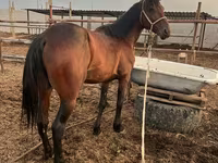 Hengst, Standardbred — Foto 2