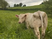 Taureau, Charolais cattle — photo 4
