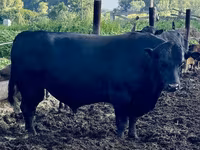 Vache, Aberdeen-Angus — photo 4