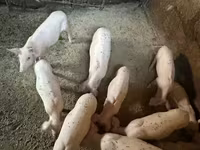 मादा सूअर, Ландрас — फ़ोटो 4