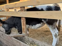 Cow, Belgian Blue — photo 7