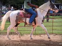 Cheval, National Show Horse — photo 8