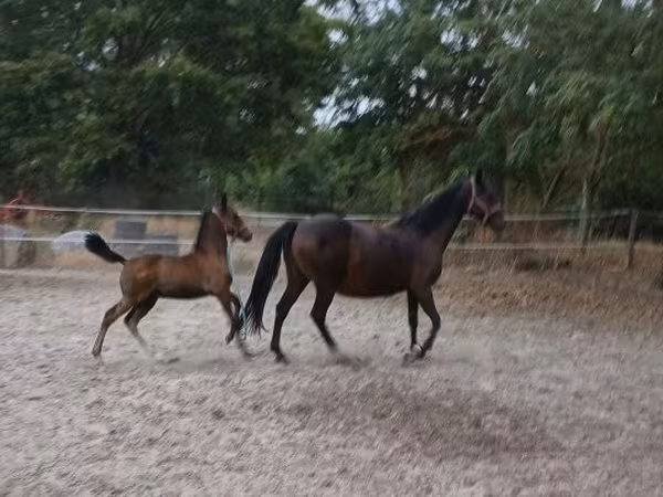 Кобила, Lipizzaner