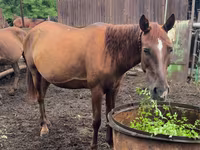 Jument, Thoroughbred horse — photo 2