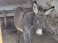 Caballo, Caballos — foto 3