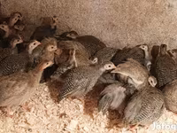 Guinea fowl — zdjęcie 4