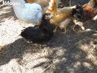 Chickens — foto 6