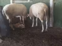 公羊, Sheep — 照片 4
