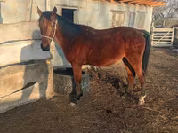 Caballo, Anglo-Arabian — foto 6
