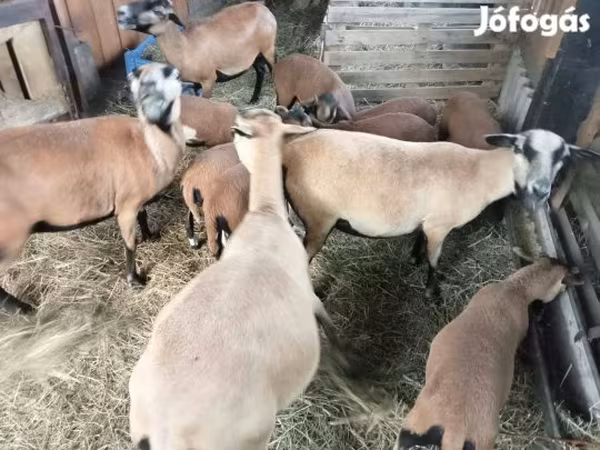 Schaf, Cameroon sheep