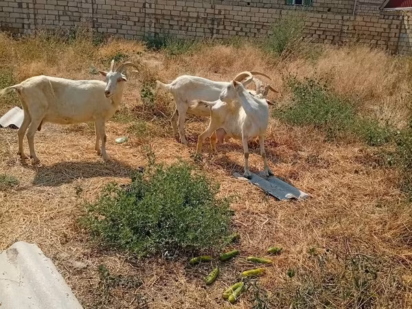 Chèvre, Saanen goat