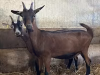 Dişi keçi, Alpine goat — foto 2
