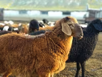 Bélier, Moutons — photo 3