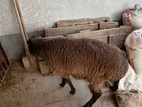 Ram, Blackheaded Persian sheep — photo 3