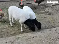 كبش, Dorper sheep — الصورة 2