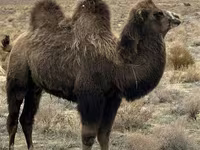 ラクダ（ロット、性別未指定）, Kazakh Bactrian camel — 写真 3