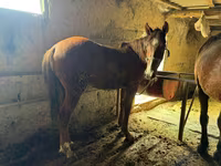 Kůň, Horse breed — foto 4