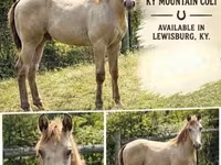 Cheval, Kentucky mountain daddle horse — photo 1