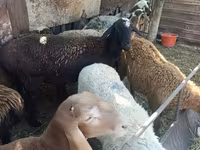 母羊, Rhon sheep — 照片 6