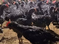 Chickens — Foto 1