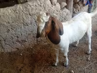 Boucs, Boer goat — photo 1
