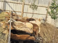 Sheep, Sheep — photo 7