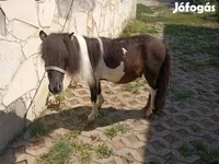 Cheval, Falabella — photo 3