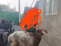 Ram, Tian-Shan semifinewool sheep — photo 1