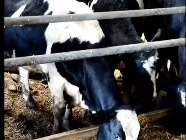 Vache, Yaroslavl cattle
