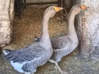 Geese — photo 7