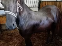 雌馬, Friesian — 写真 1