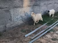 公山羊, Goats — 照片 5