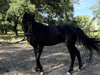 Konie (partia, płeć nieokreślona), American shetland pony — zdjęcie 8