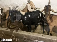 Boucs, Nubian Goat — photo 3