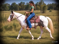Cheval, National Show Horse — photo 2