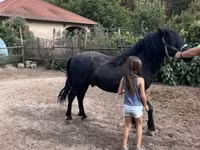 公马, Welsh Cob — 照片 2