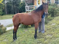 Jument, Standardbred — photo 1