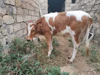 Vaca, Simmental cattle — foto 3