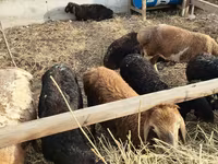 母羊, Sheep — 照片 1