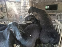 كبش, Rhon sheep — الصورة 1