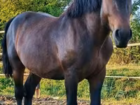 Cheval, Međimurje horse — photo 5