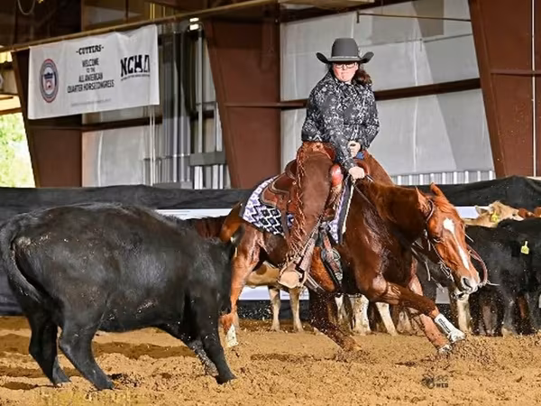 公马, Quarter Horse