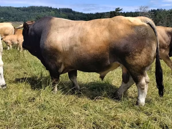 Taureau, Aubrac cattle
