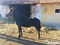 Kůň, Koně — foto 2