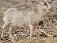 Коза, Nubian Goat — фото 2