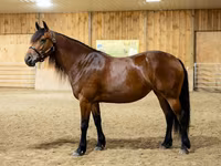 فرس, Friesian — الصورة 4