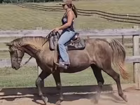 Klisna, Kentucky mountain daddle horse — foto 2